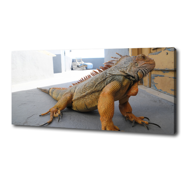 Duży foto obraz na ścianę canvas Iguana