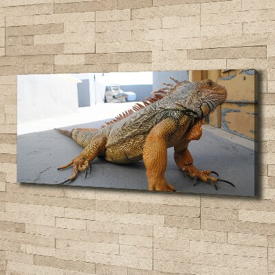 Duży foto obraz na ścianę canvas Iguana