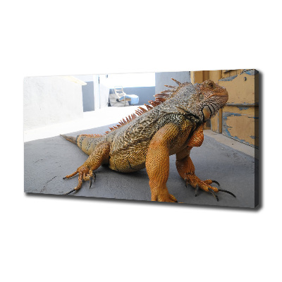 Duży foto obraz na ścianę canvas Iguana