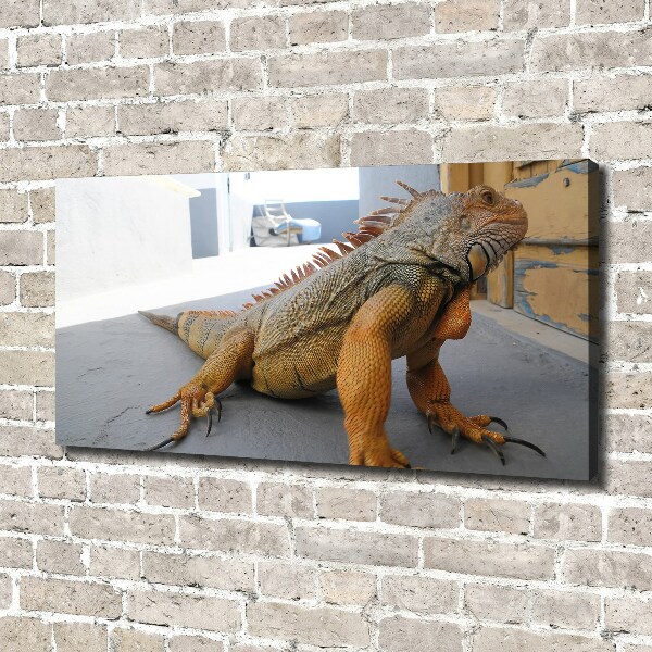 Duży foto obraz na ścianę canvas Iguana