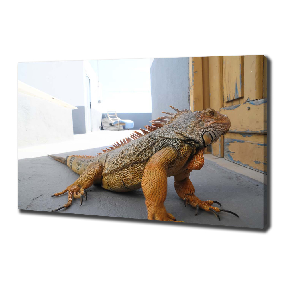 Duży foto obraz na ścianę canvas Iguana