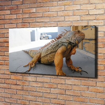 Duży foto obraz na ścianę canvas Iguana