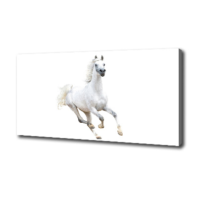 Foto obraz na płótnie Biały arabski koń