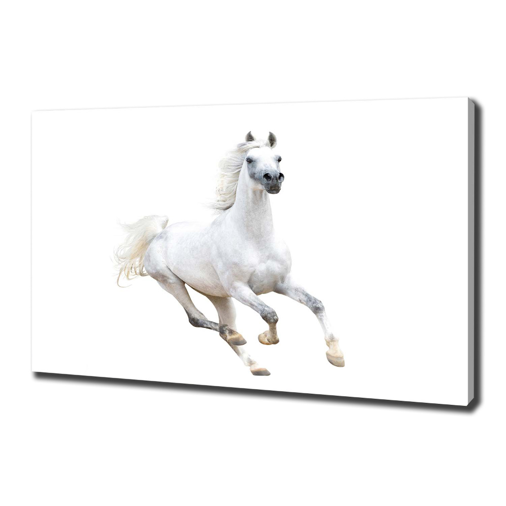Foto obraz na płótnie Biały arabski koń
