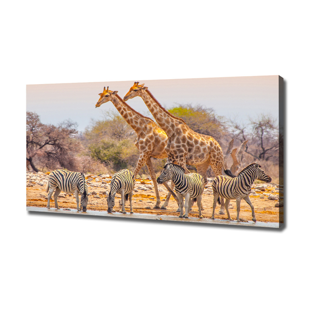 Foto obraz na płótnie Żyrafy i zebry