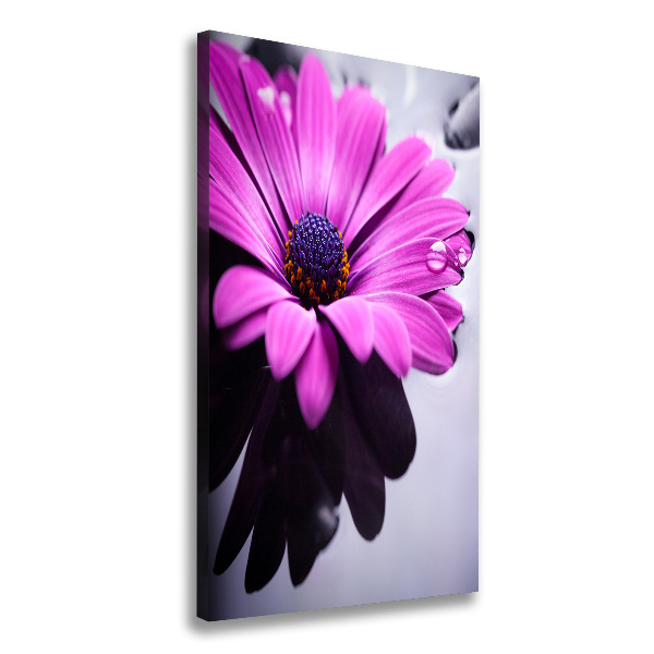 Foto-obraz canvas do salonu Różowa gerbera