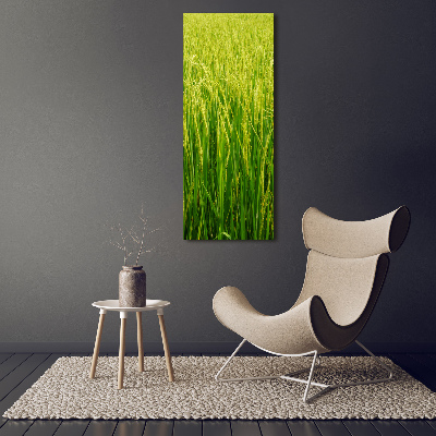 Foto-obraz canvas do salonu Plantacja ryżu