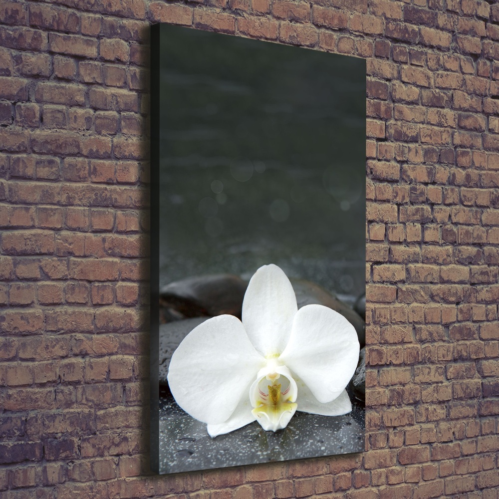 Foto obraz na płótnie pionowy Orchidea kamienie