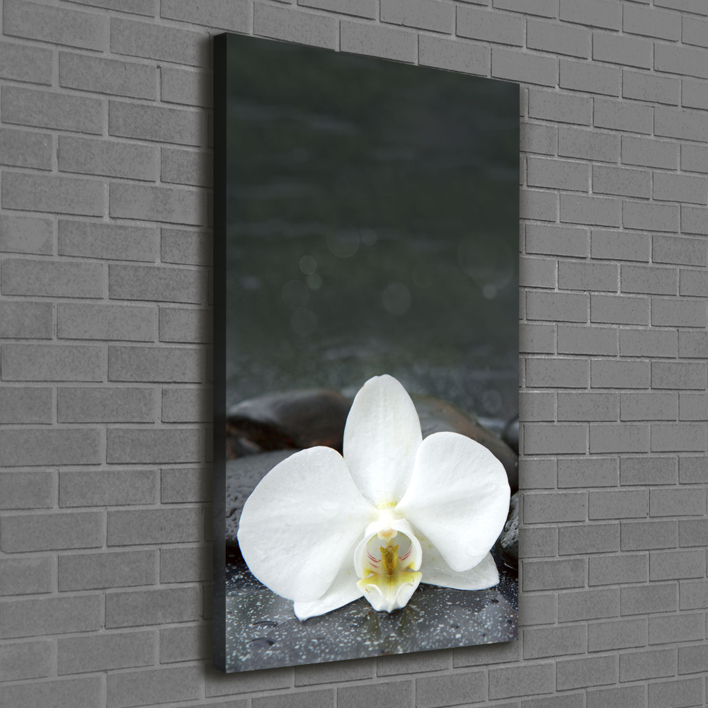 Foto obraz na płótnie pionowy Orchidea kamienie