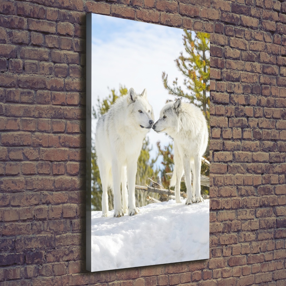 Foto obraz na płótnie pionowy Dwa białe wilki