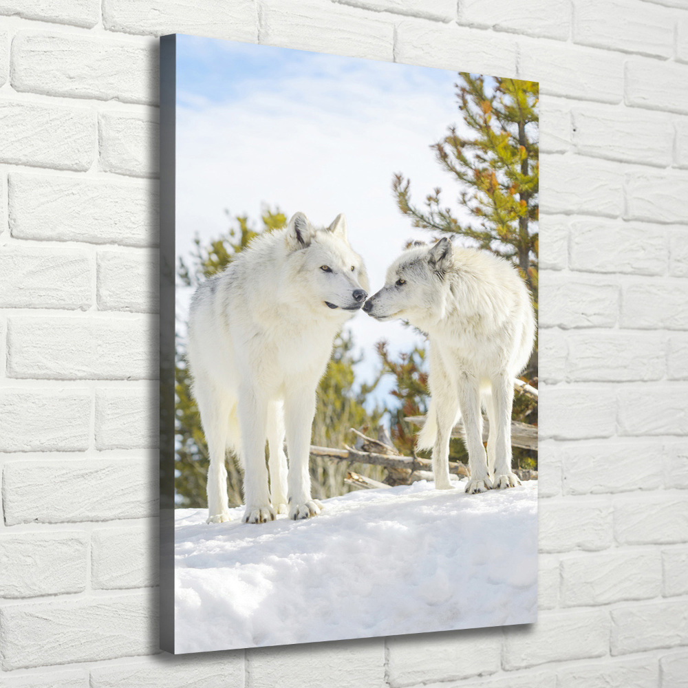 Foto obraz na płótnie pionowy Dwa białe wilki
