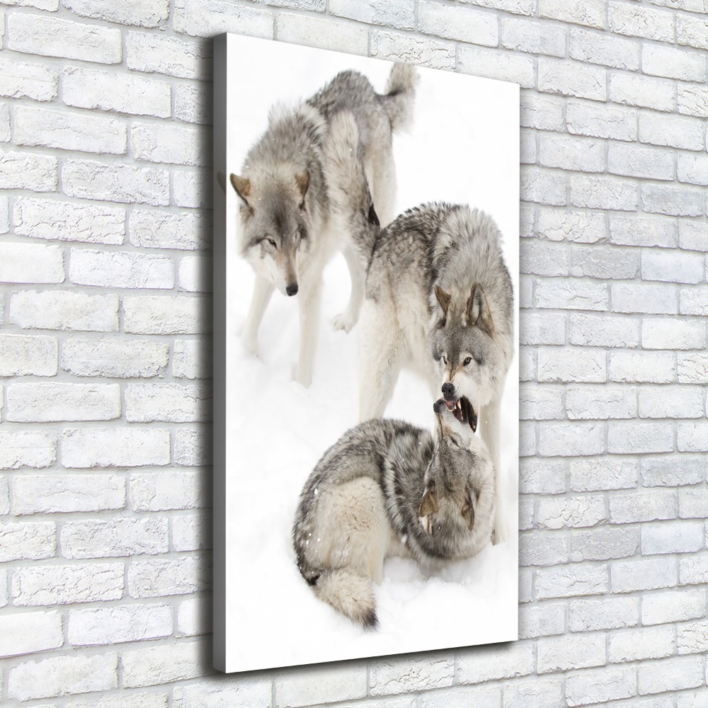 Foto obraz na płótnie do salonu pionowy Szare wilki