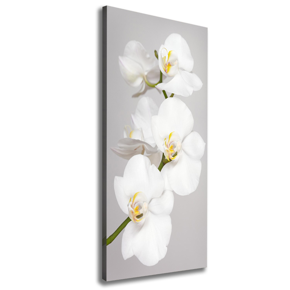 Foto obraz na płótnie pionowy Biała orchidea