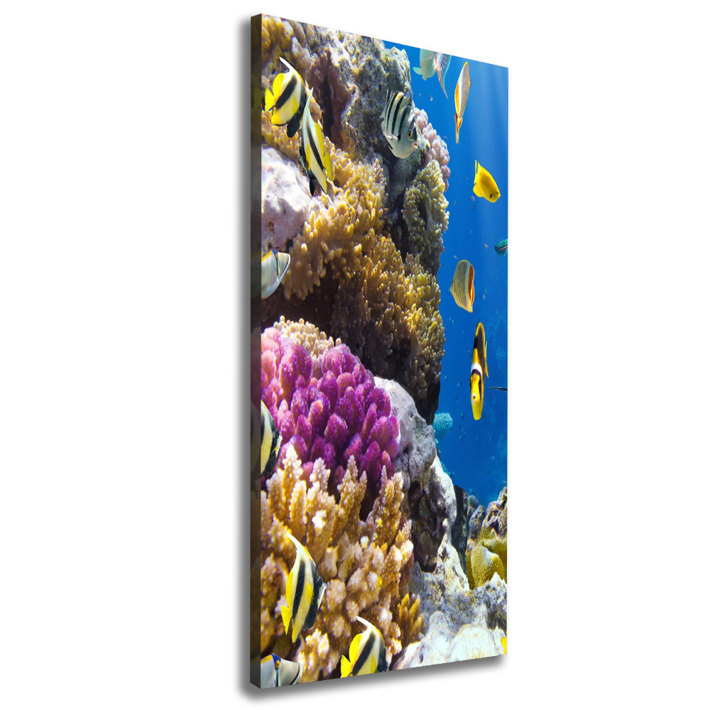 Foto obraz canvas pionowy Rafa koralowa