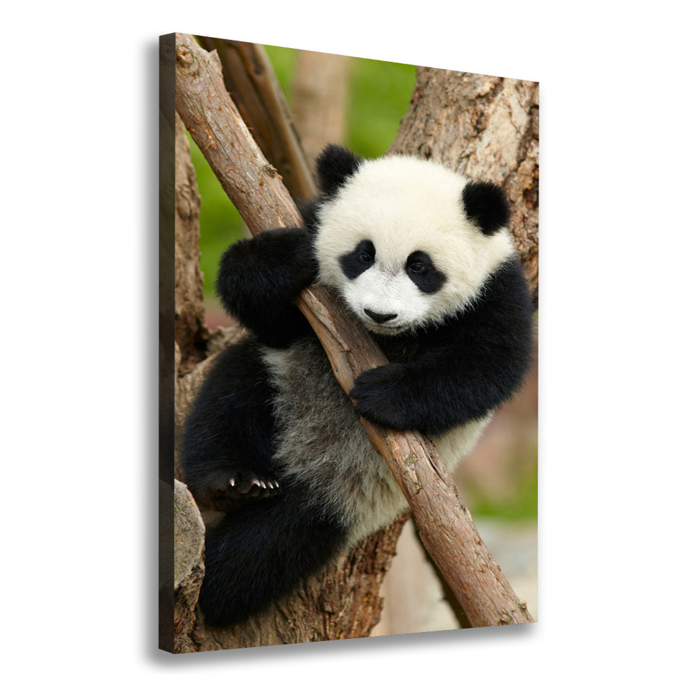 Foto obraz na płótnie pionowy Panda na drzewie