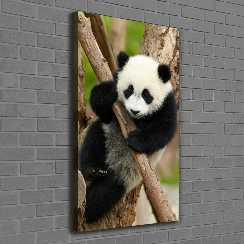 Foto obraz na płótnie pionowy Panda na drzewie