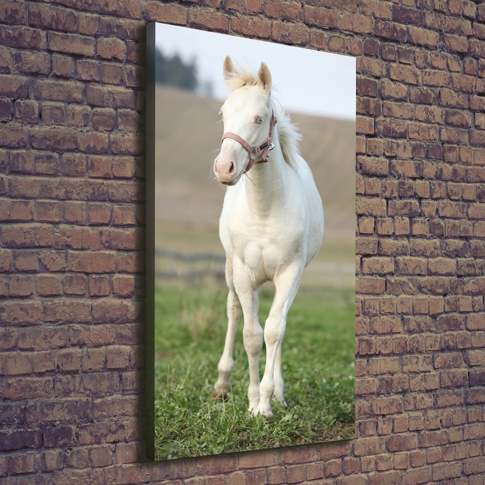 Foto obraz na płótnie do salonu pionowy Koń albinos