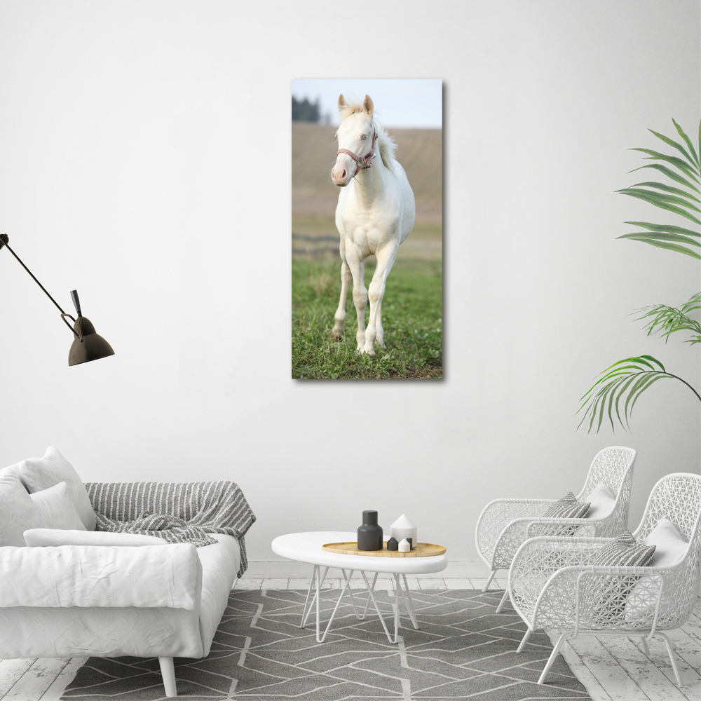 Foto obraz na płótnie do salonu pionowy Koń albinos