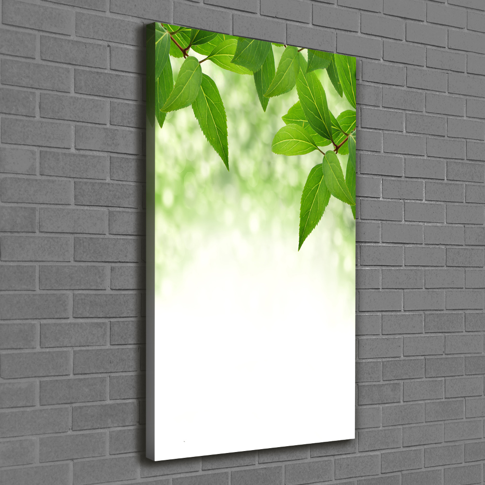 Foto obraz na płótnie pionowy Zielone liście