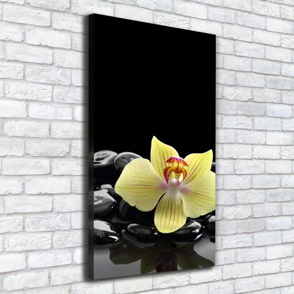 Foto obraz na płótnie pionowy Orchidea i kamienie