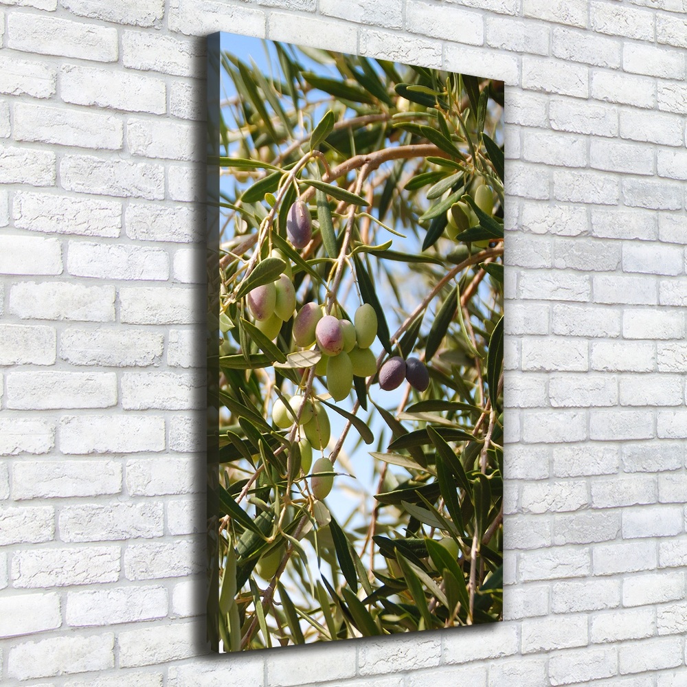 Foto obraz na płótnie pionowy Oliwki na drzewie