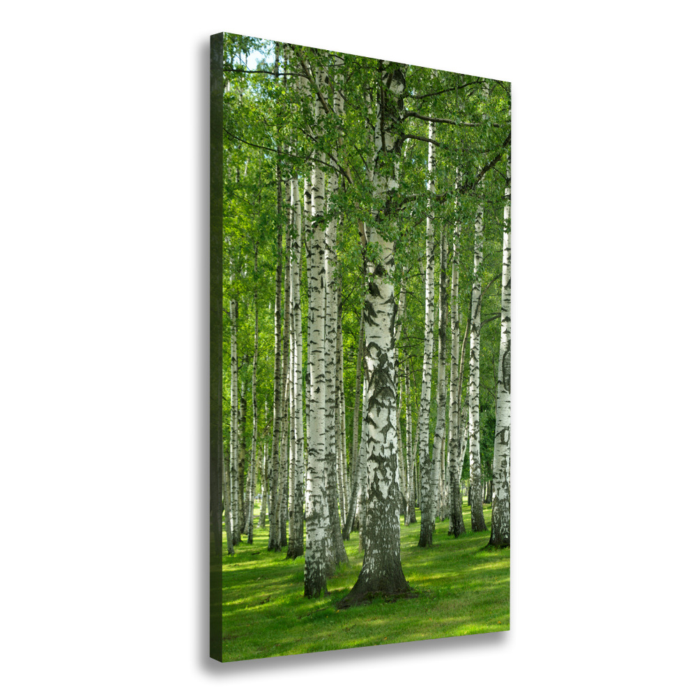 Foto obraz canvas pionowy Las brzozowy