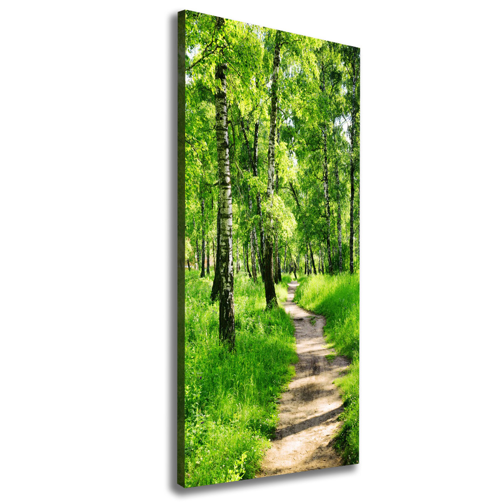 Foto obraz canvas pionowy Las brzozowy