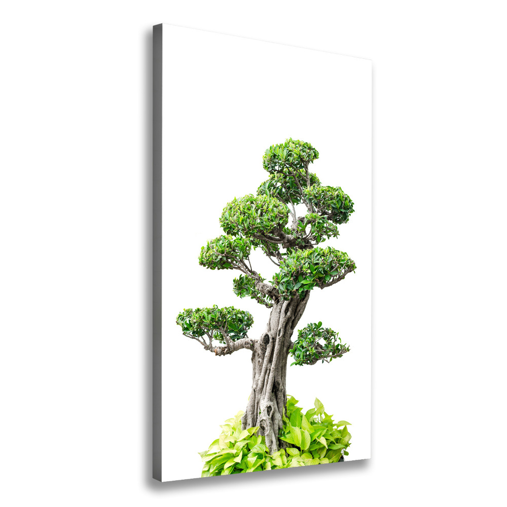 Foto obraz na płótnie pionowy Drzewo bonsai