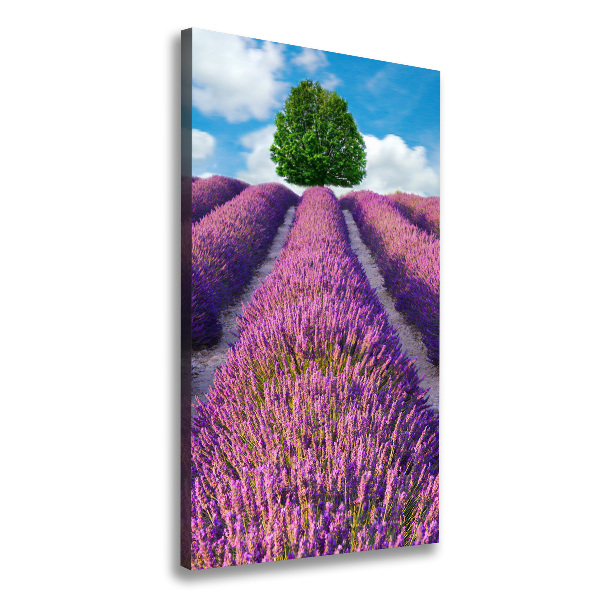 Foto obraz canvas pionowy Pole lawendy