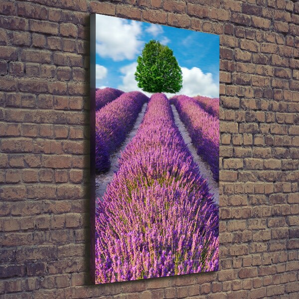 Foto obraz canvas pionowy Pole lawendy