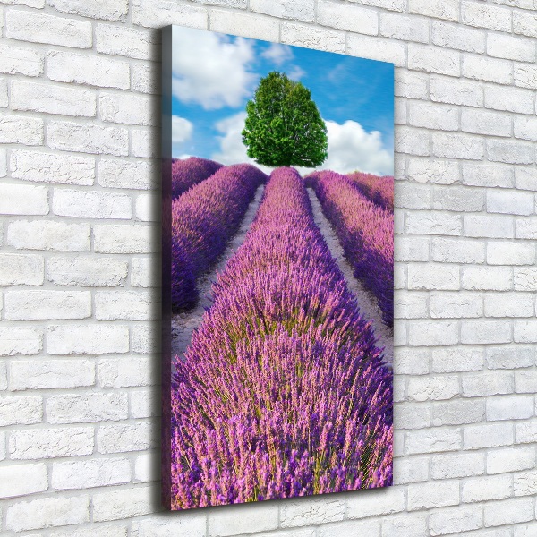 Foto obraz canvas pionowy Pole lawendy