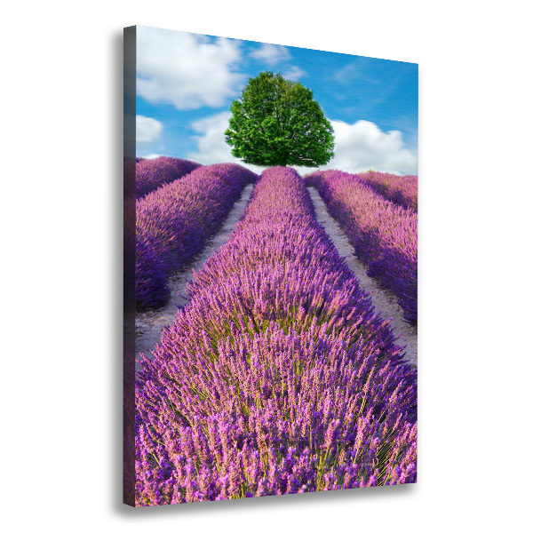 Foto obraz canvas pionowy Pole lawendy