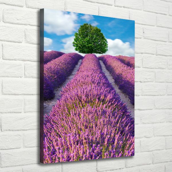 Foto obraz canvas pionowy Pole lawendy