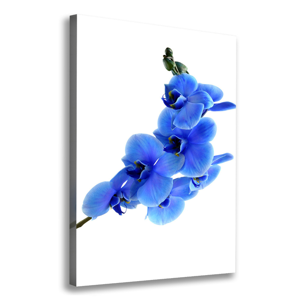 Foto obraz na płótnie pionowy Niebieska orchidea