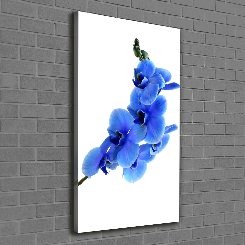 Foto obraz na płótnie pionowy Niebieska orchidea
