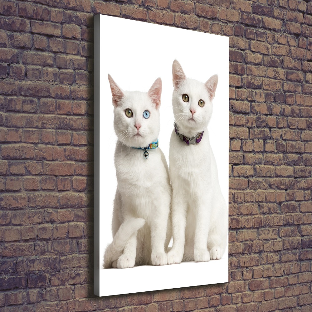 Foto obraz na płótnie pionowy Dwa białe koty