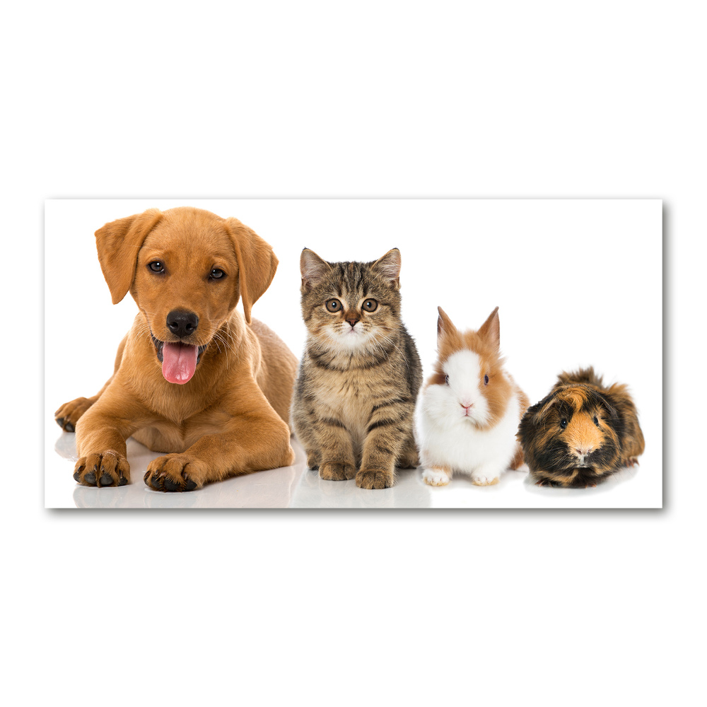 Foto-obraz szkło hartowane Pies i kot