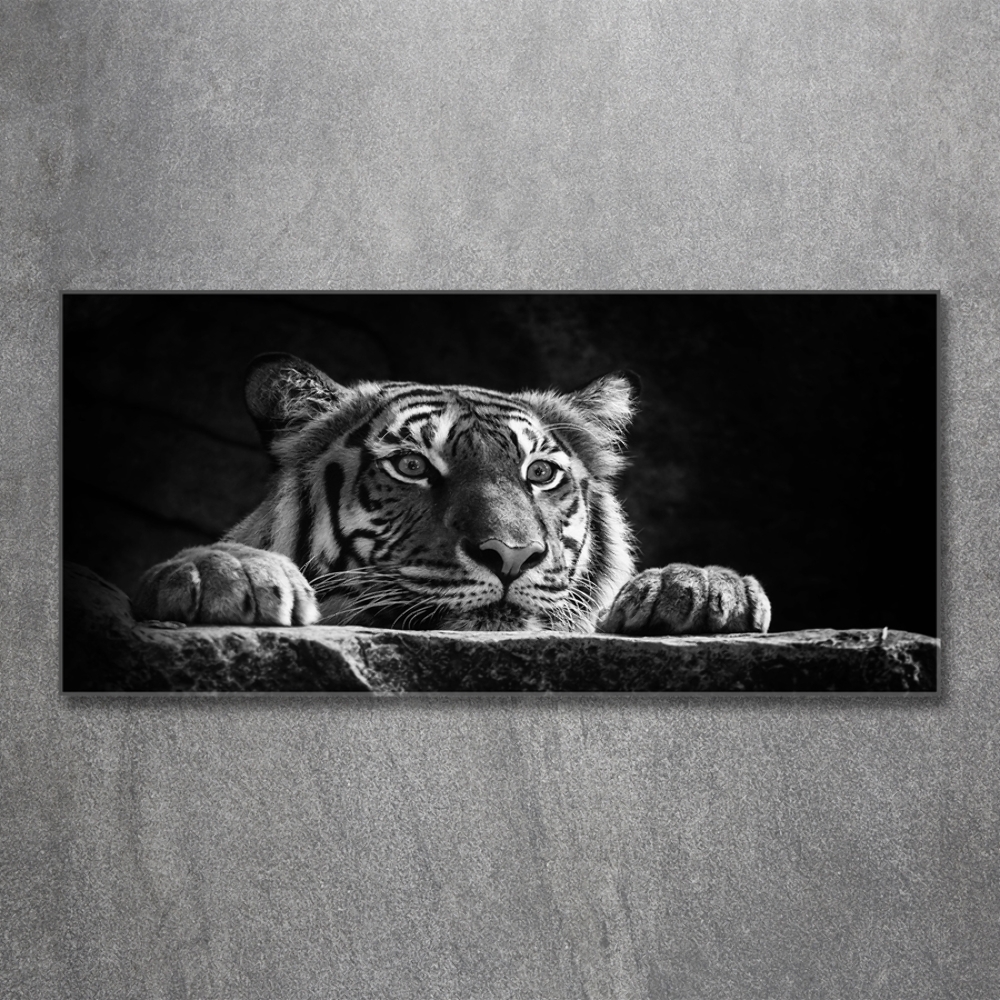 Foto-obraz zdjęcie szkło hartowane Tygrys