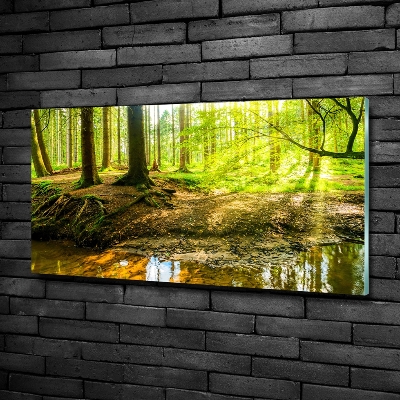 Foto obraz szklany Promyki słońca las