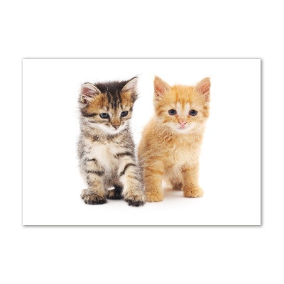 Foto-obraz szklany Brązowy i rudy kot