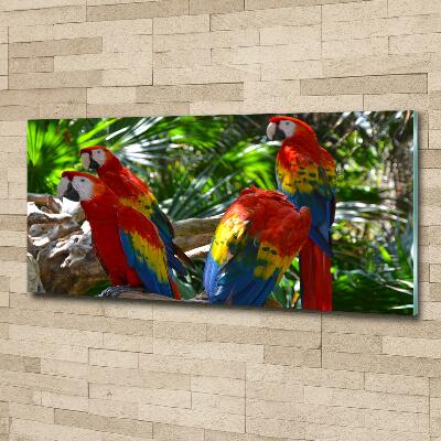 Foto-obraz szkło hartowane Papugi Ary