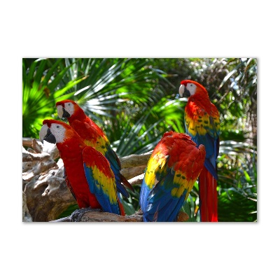 Foto-obraz szkło hartowane Papugi Ary