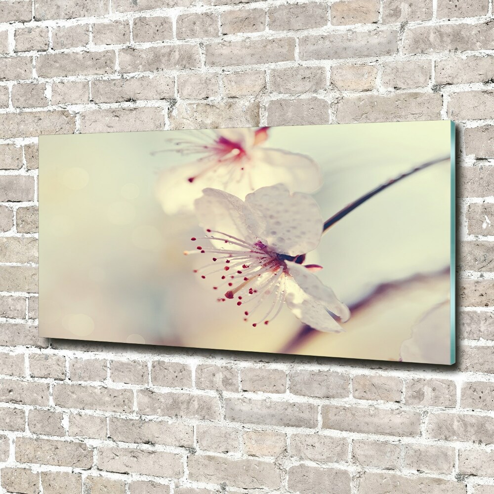 Foto obraz szkło hartowane Kwiat wiśni
