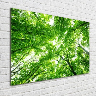 Foto obraz szkło hartowane Zielony las