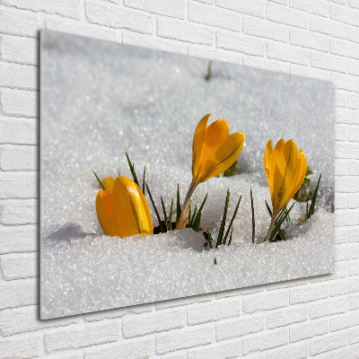 Foto obraz szklany Krokusy w śniegu