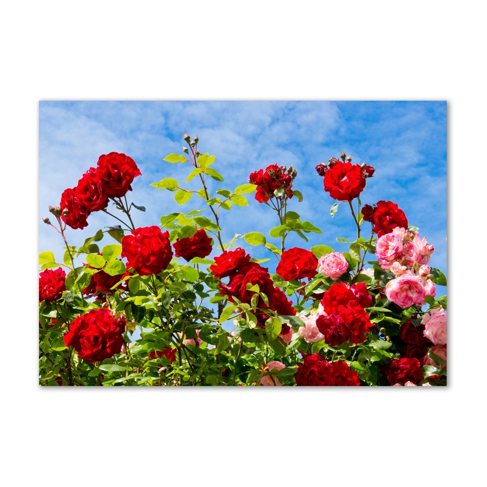Foto obraz szkło hartowane Dzikie róże