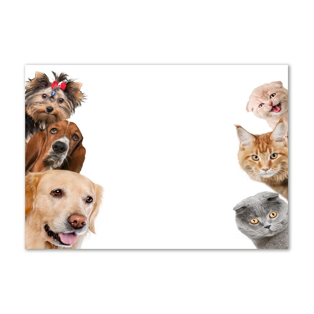 Foto-obraz szkło hartowane Psy i koty