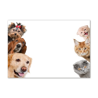 Foto-obraz szkło hartowane Psy i koty