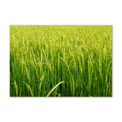 Foto obraz szkło hartowane Pole ryżowe