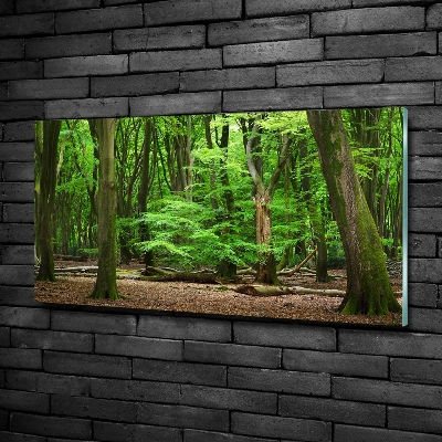 Fotoobraz na ścianę szklany Holenderski las